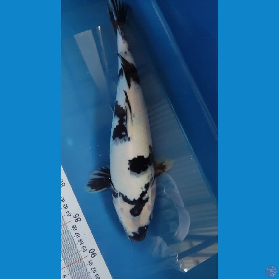 Shiro Putih bersih Hitam pekat