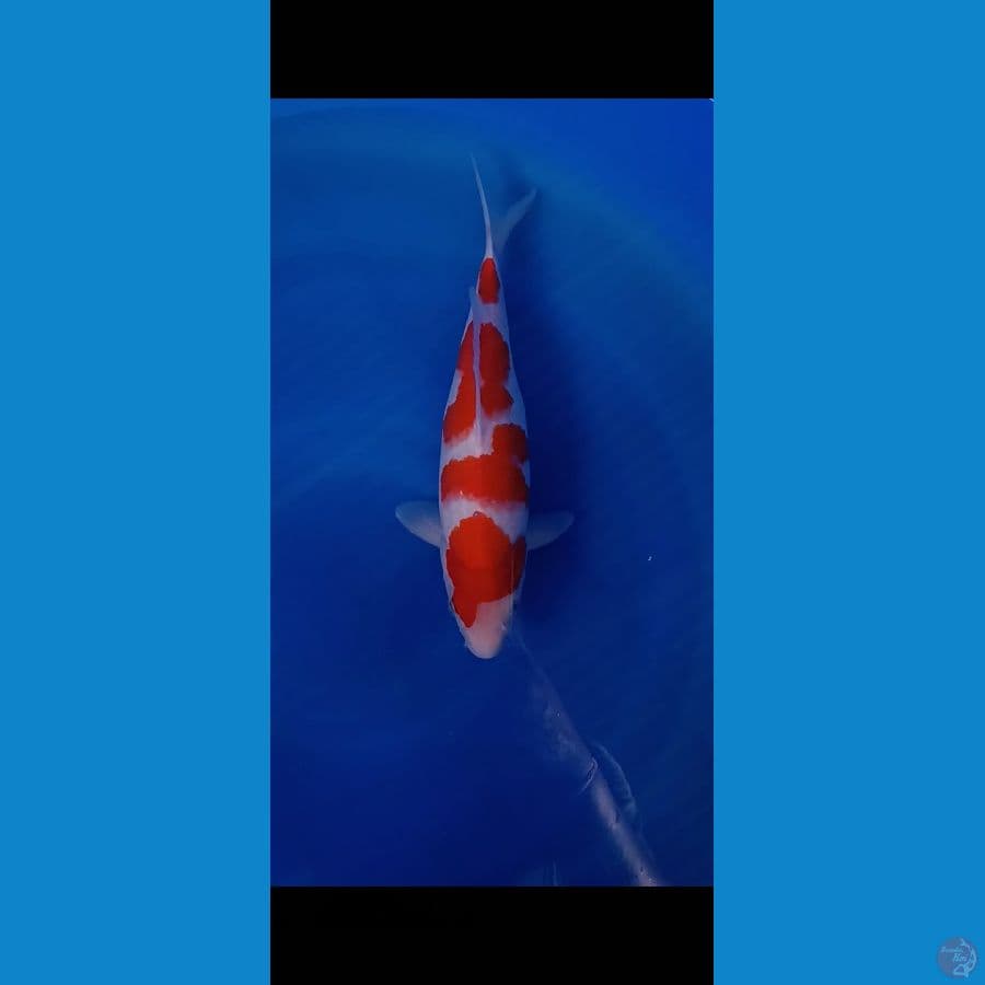 kohaku