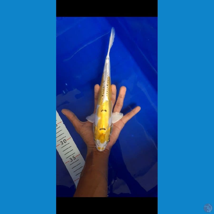 Hariwake Doitsu 33cm