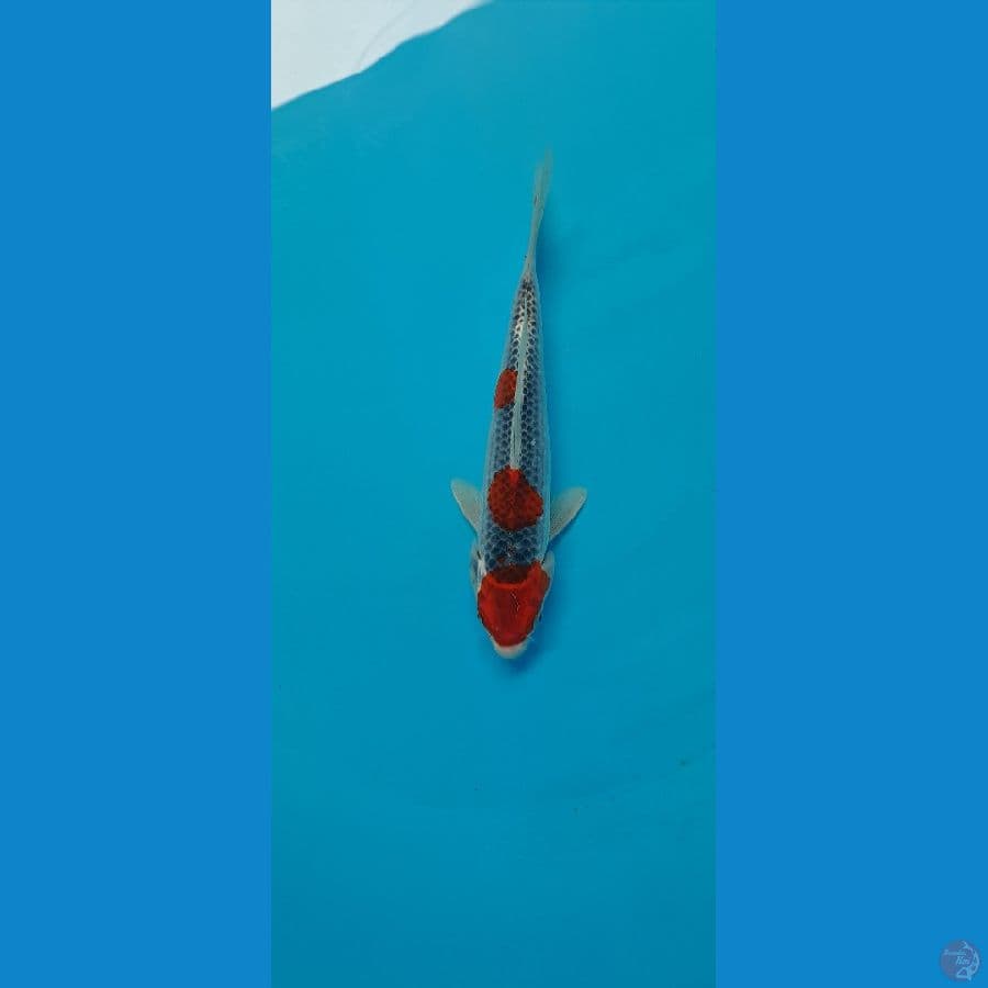ghosiki 25cm