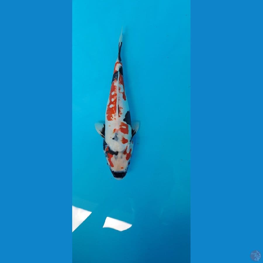 showa doitsu bakat jumbo 27cm