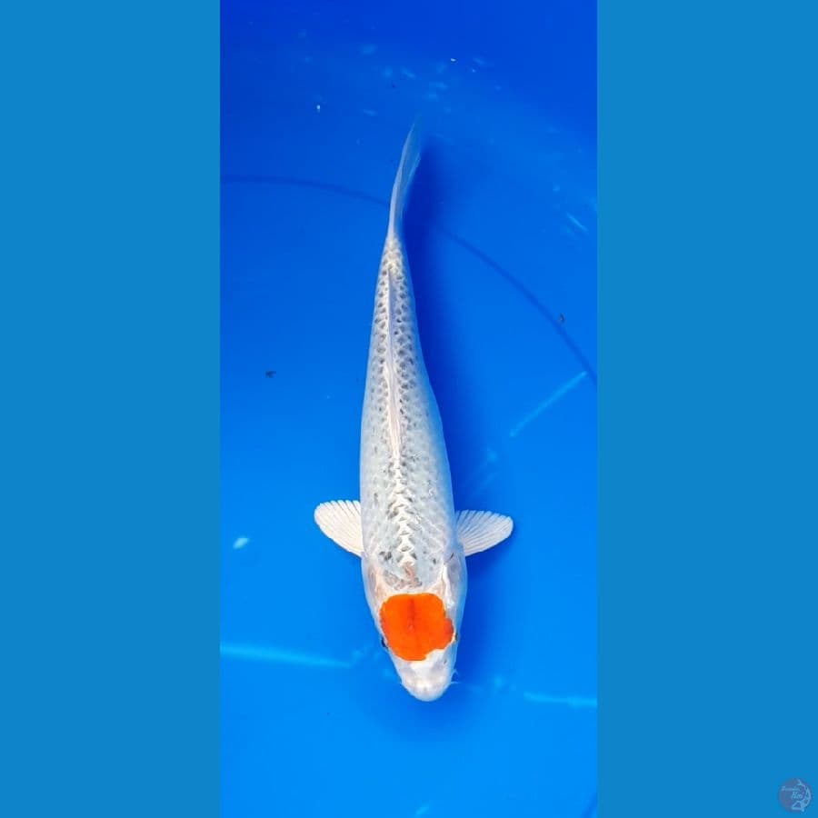 tanco kujaku 30cm .fm
