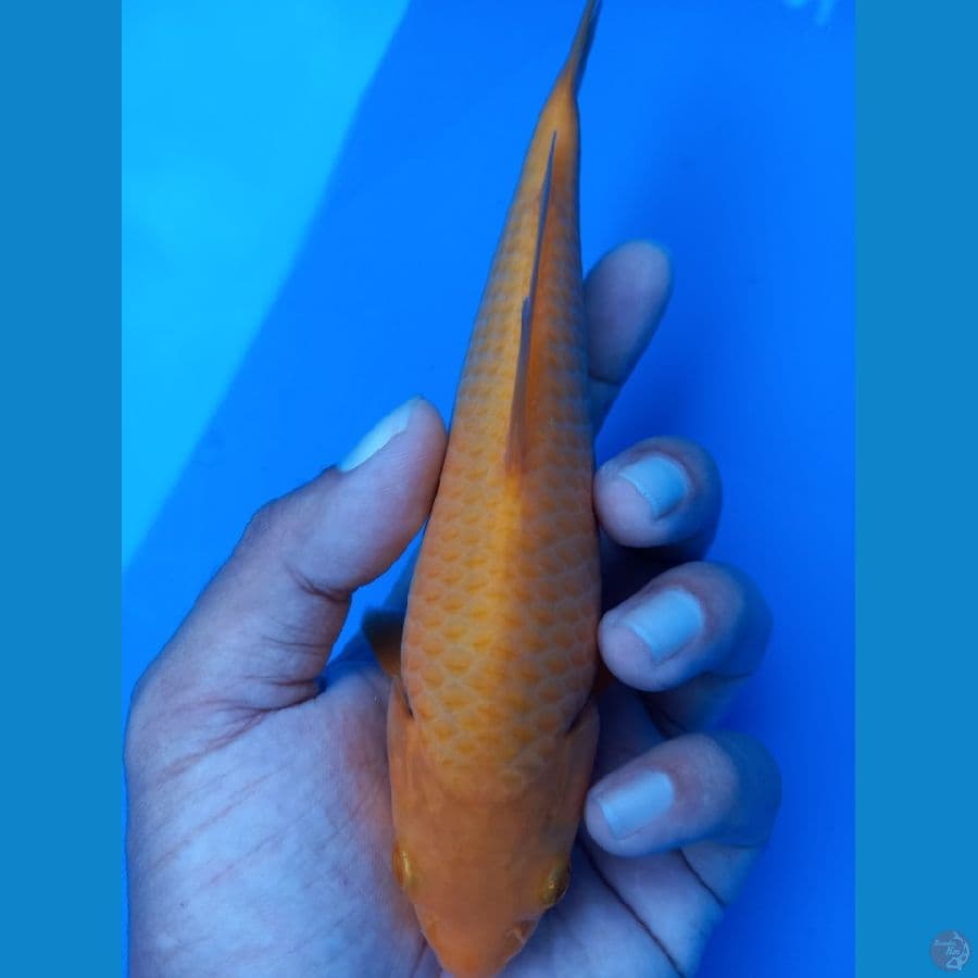 Karasi Mango Golden Corn SQ