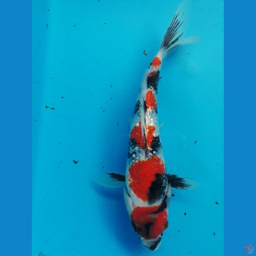 showa ginrin sq 21cm