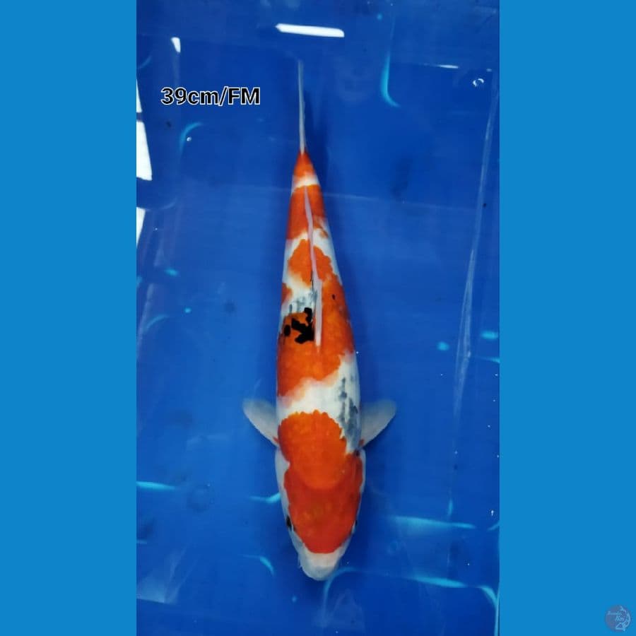 showa 39cm FEMALE