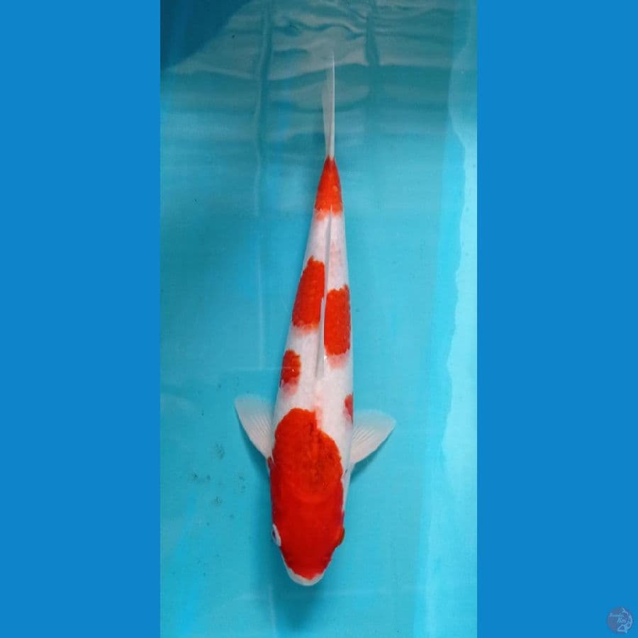 KAISAR KOI BLITAR - AI KOROMO 33CM