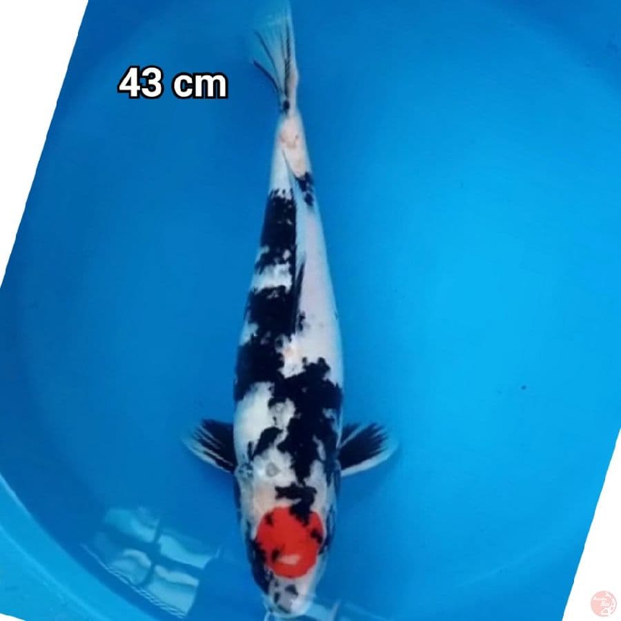 Tancho Showa 43cm