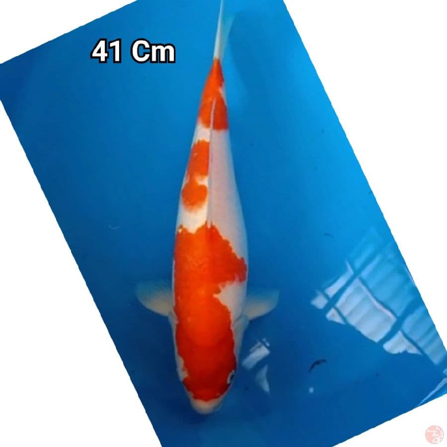 Kohaku 41cm