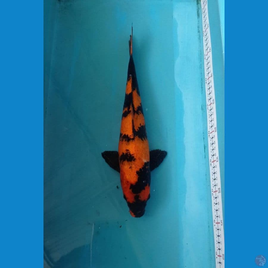 KAISAR KOI BLITAR - UTSURI 34CM