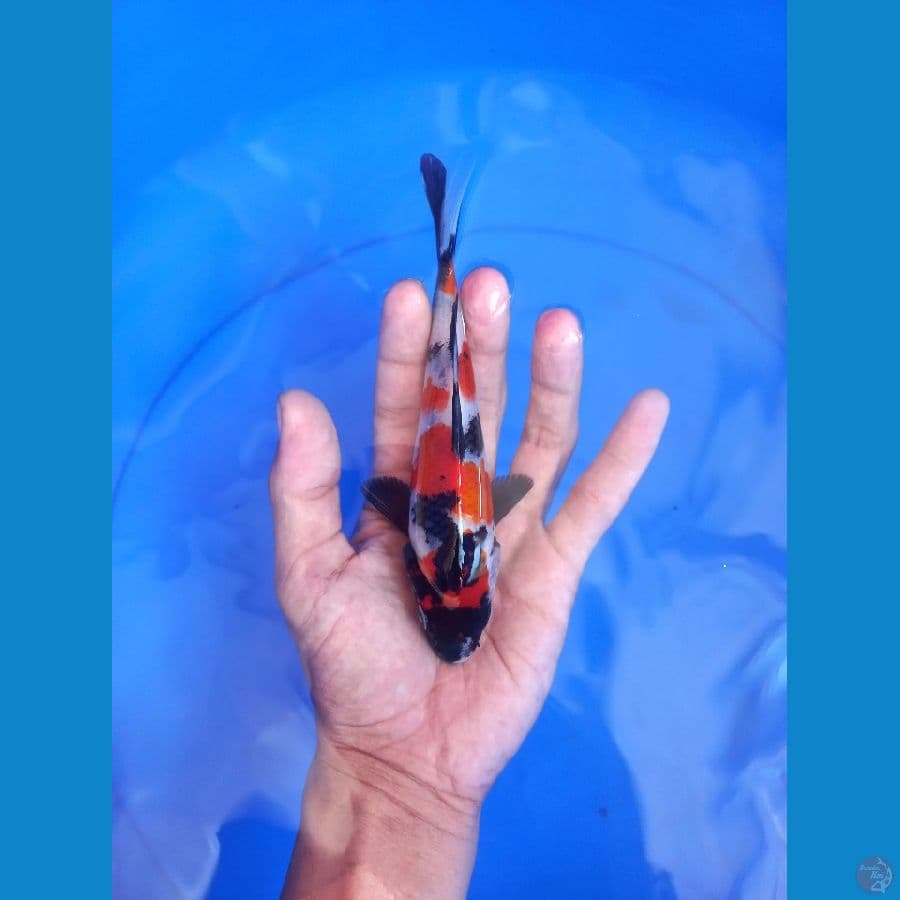 SHOWA ORIGYNAL 18CM
