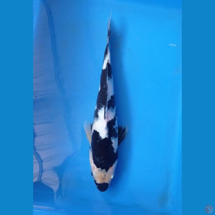 KAISAR KOI BLITAR - SHIRO BAHAN KEEPING 27CM