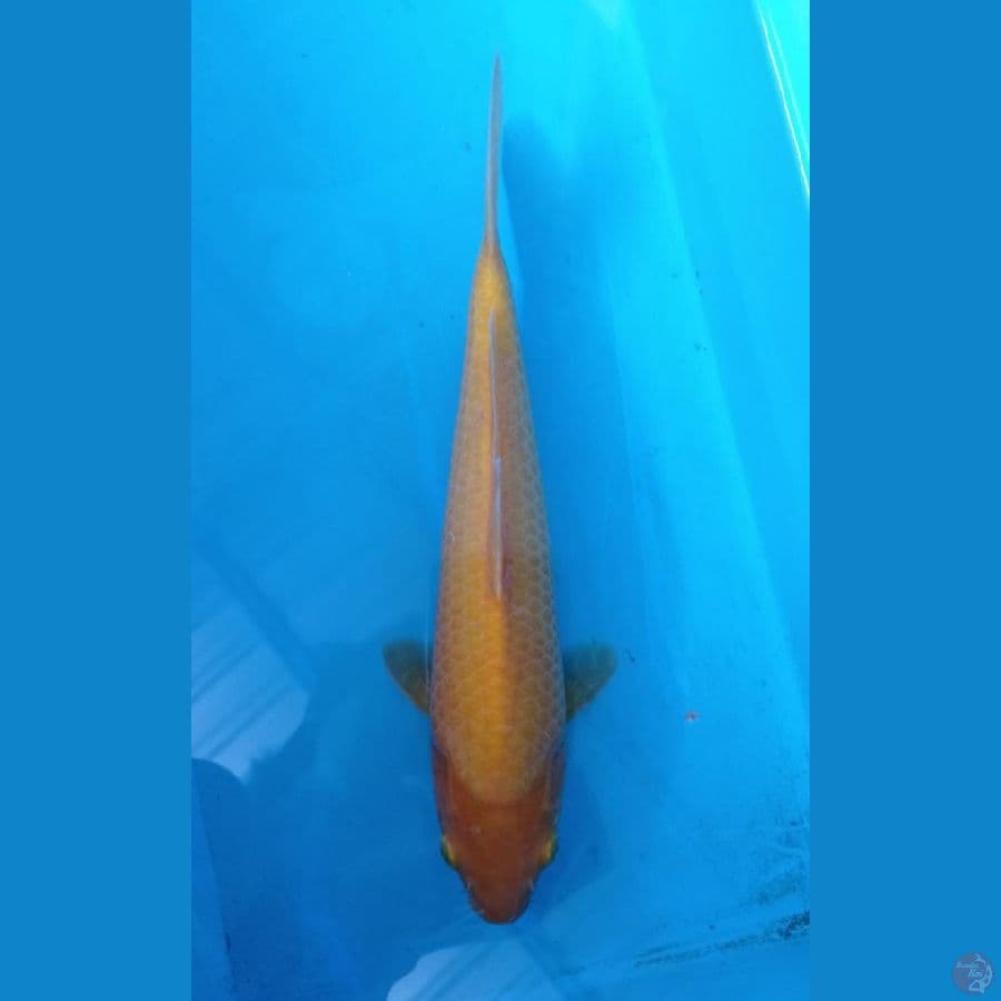 KAISAR KOI BLITAR - KARASHI LEMON 29CM