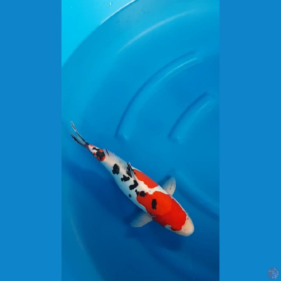 SANKE DOITSU MURNI - 38Cm/f⁶