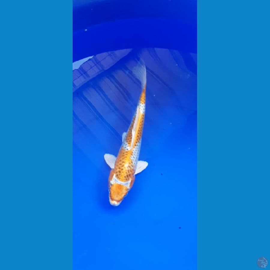 maruten kujaku 25cm