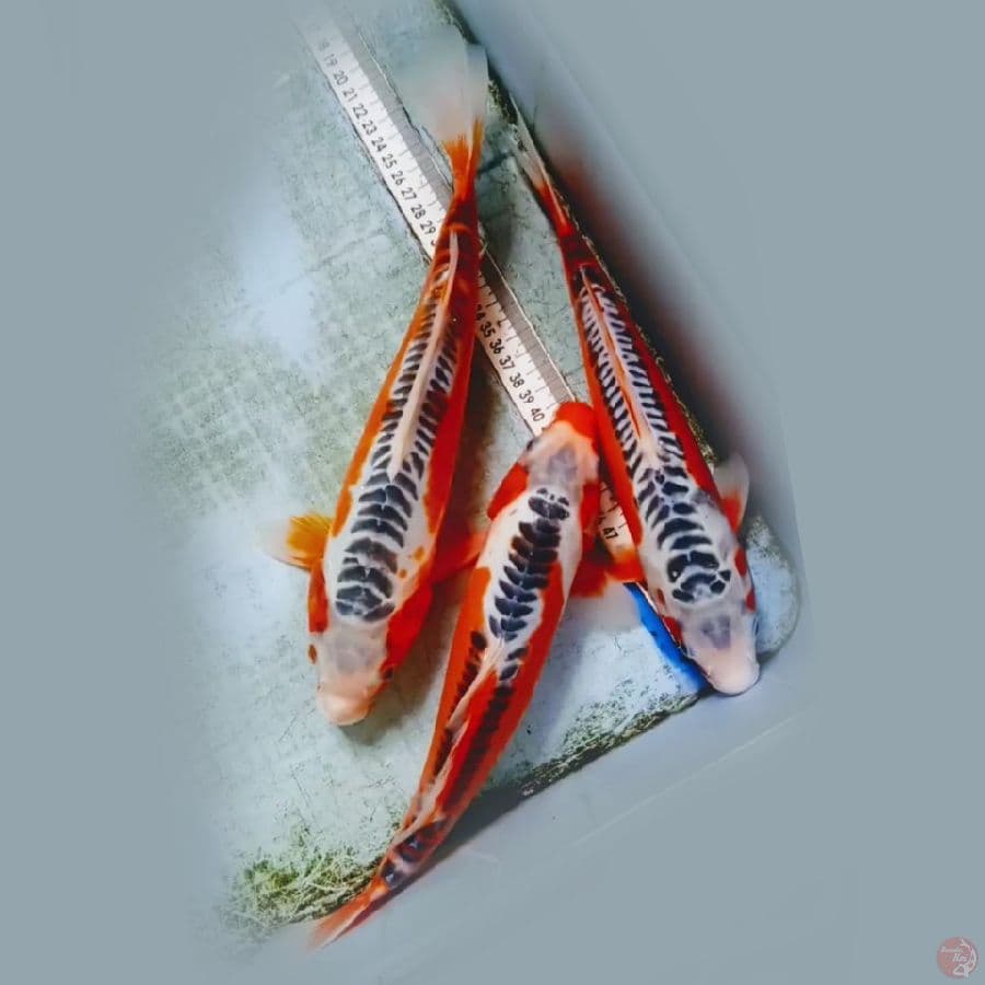 hana shusui 30-34cm