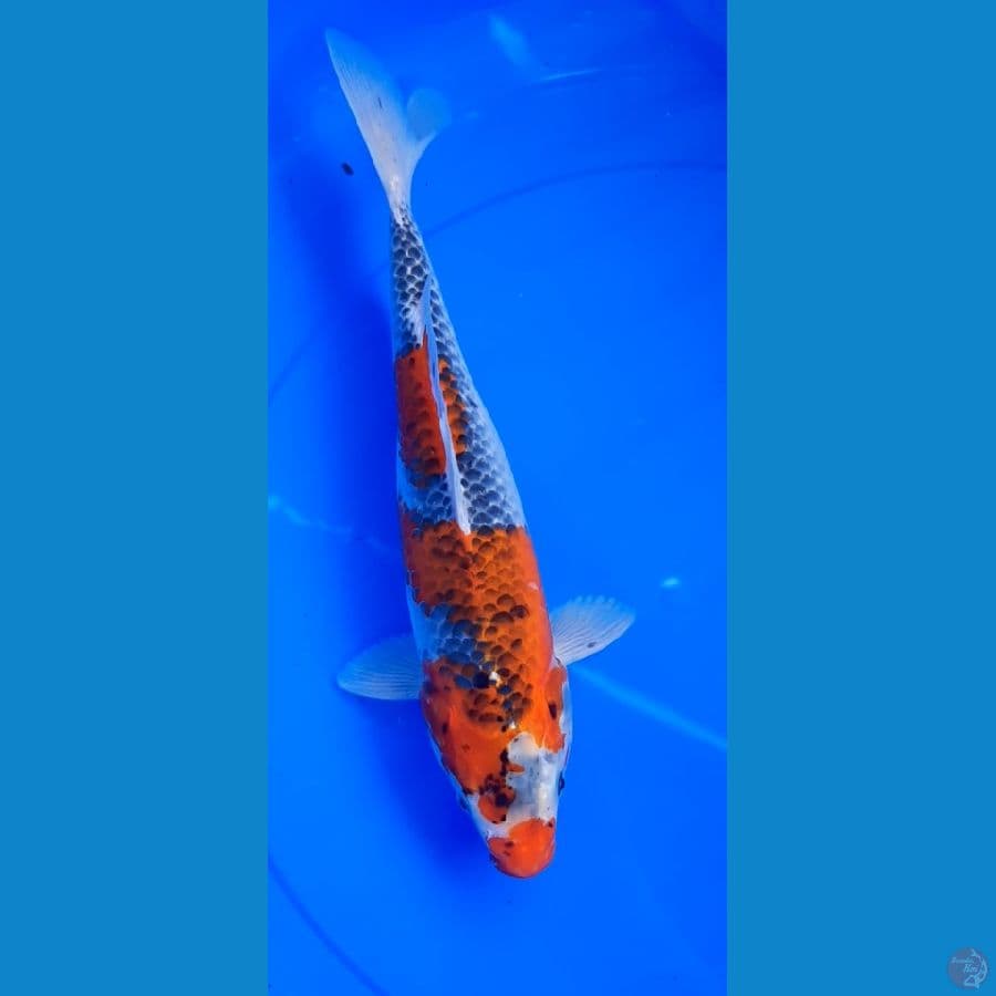 gosikhi 35cm
