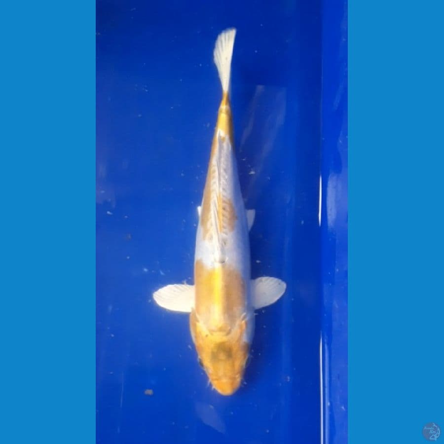 Hariwake Doitsu 35cm