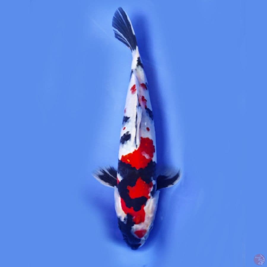 kindai showa 28cm male