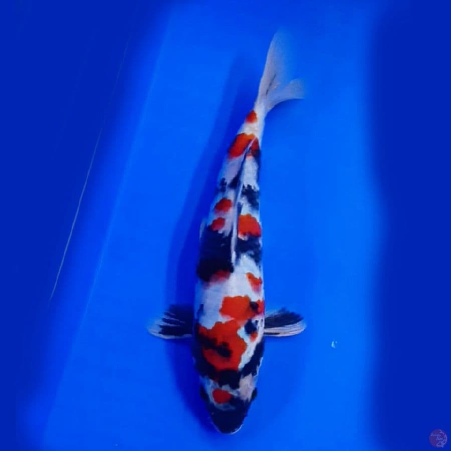 kindai showa 29cm male