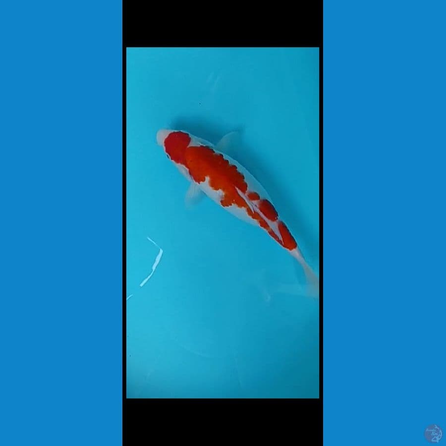 kohaku betina 30cm up