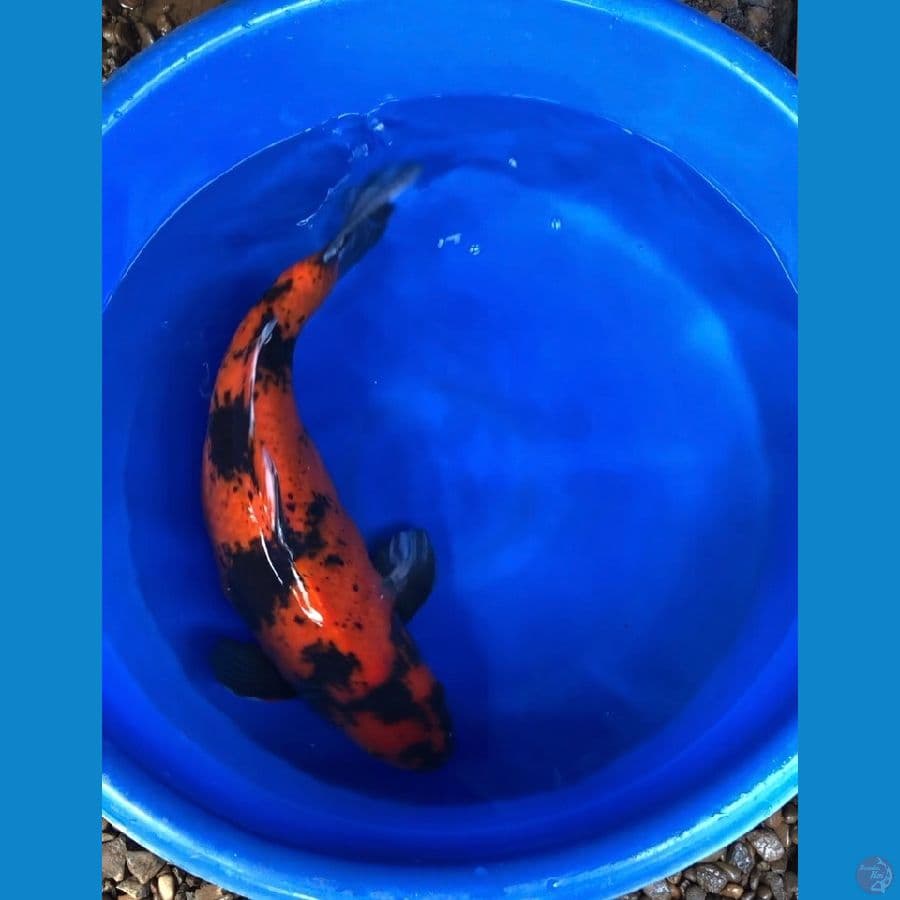 Hiutsuri 65cm