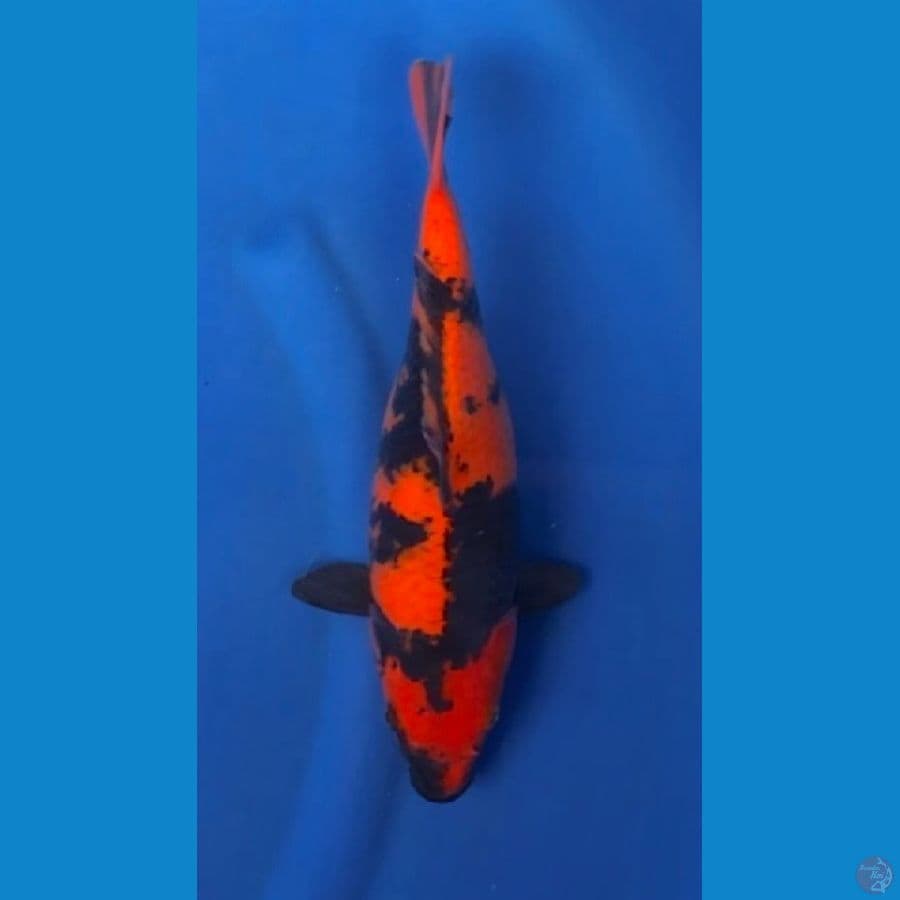 hi utsuri 31cm