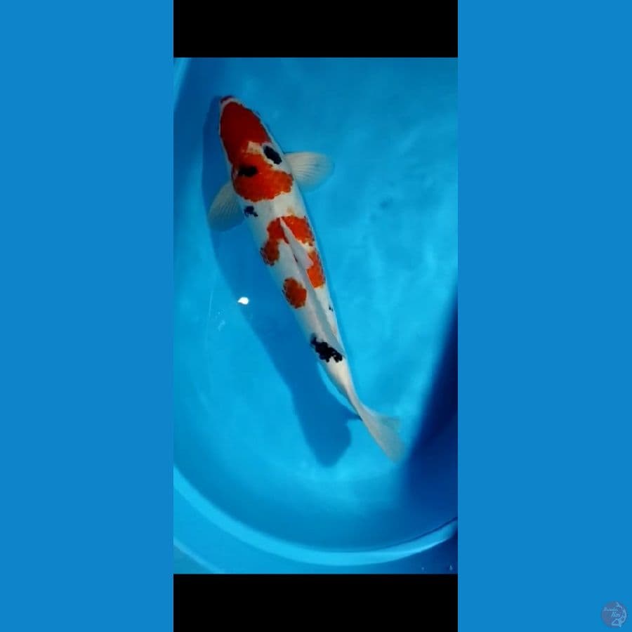 sanke istimwea jumbo 52cm up