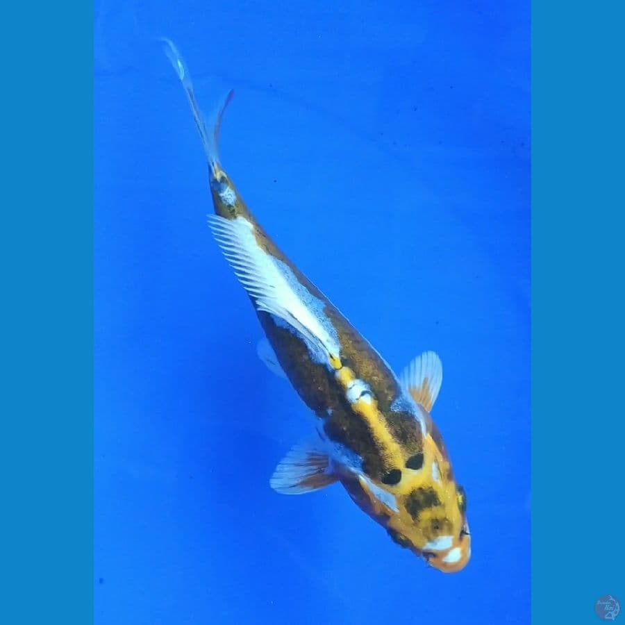 20cm kin kiko antik