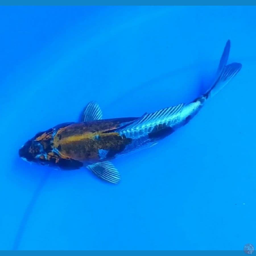20 cm kikokuryu