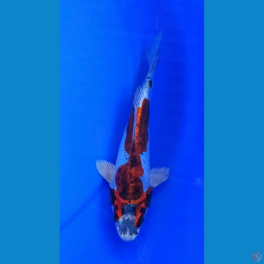 20cm beni kiko