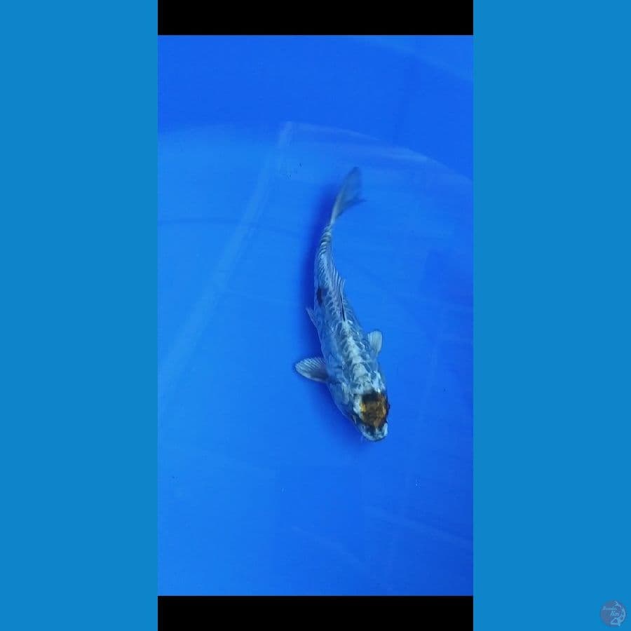 20cm tancho kikokuryu aragoke