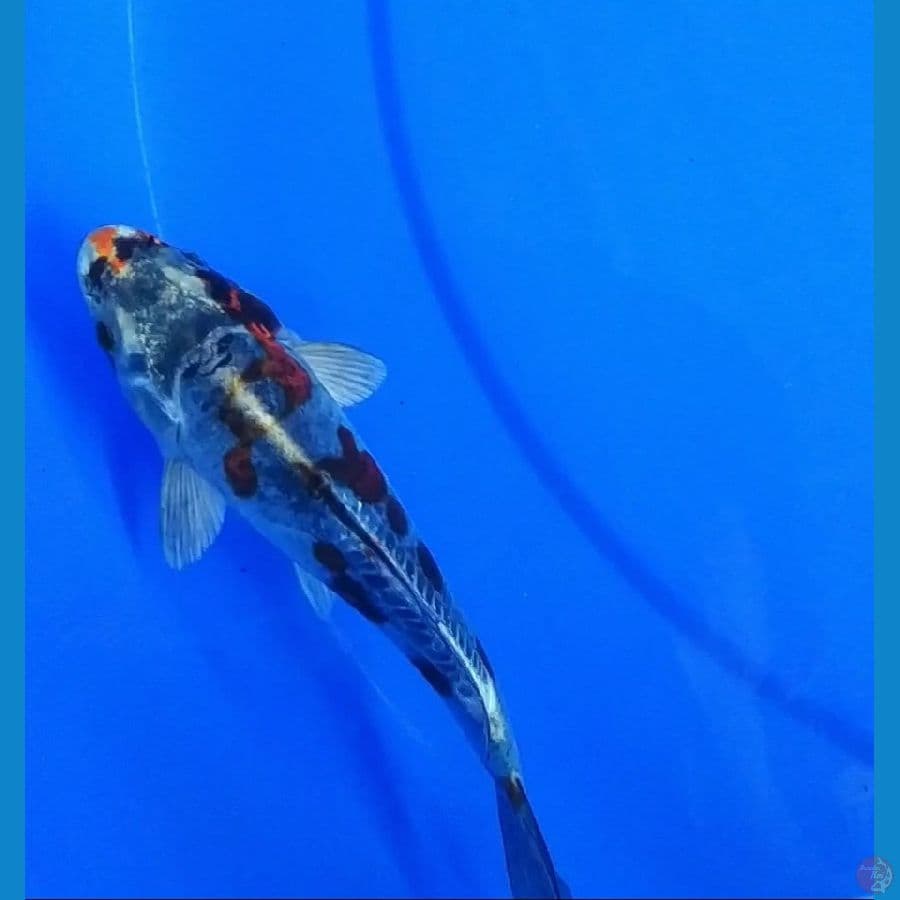 17cm kikokuryu