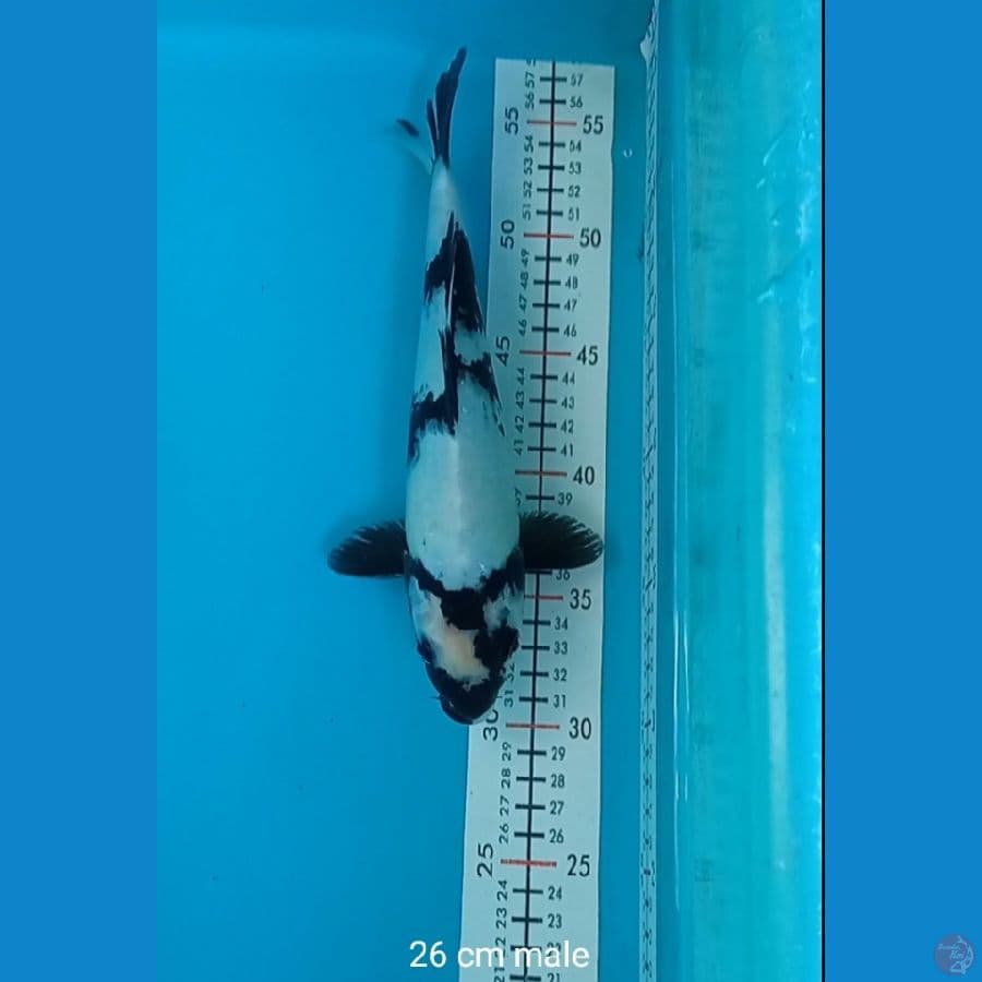 LELANG SIRO 26 CM MALE