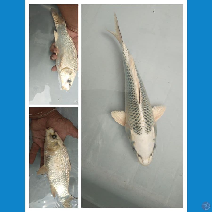 Gin matsubha calon Top Berpunuk 22cm