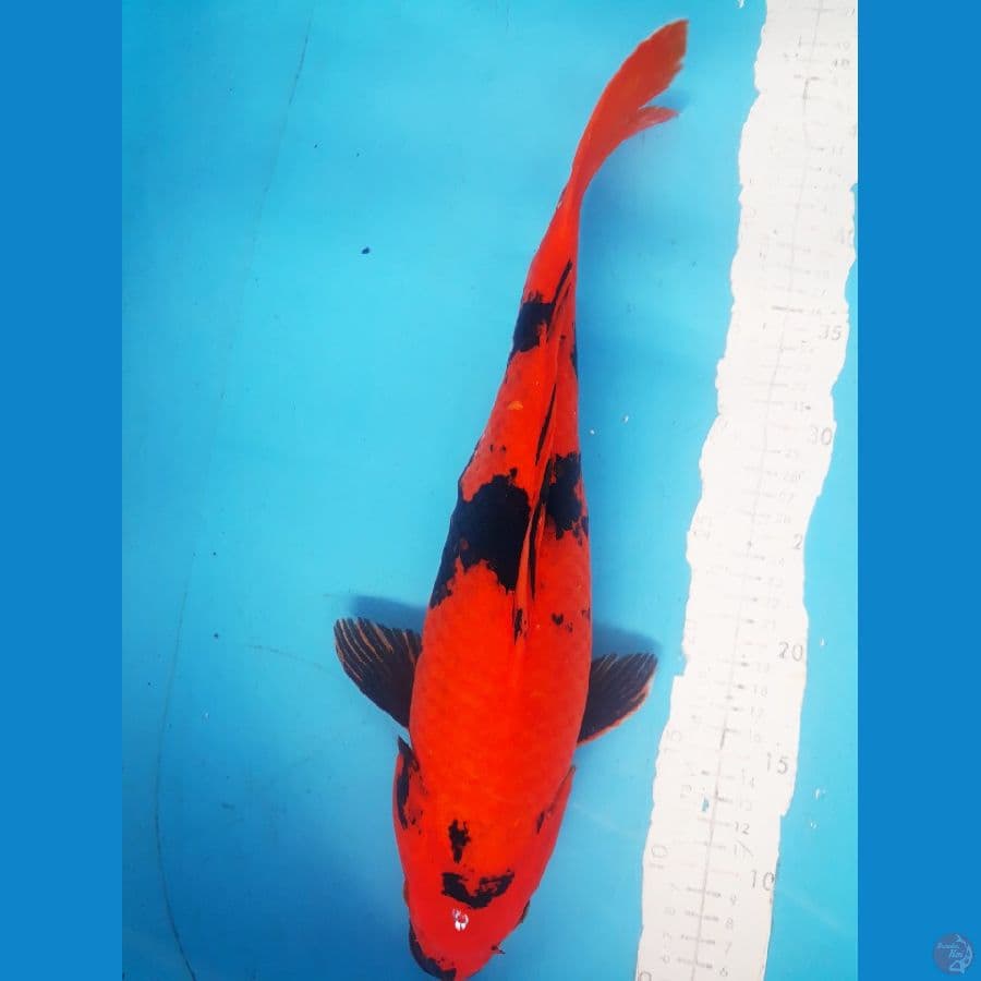 utsuri 42cm