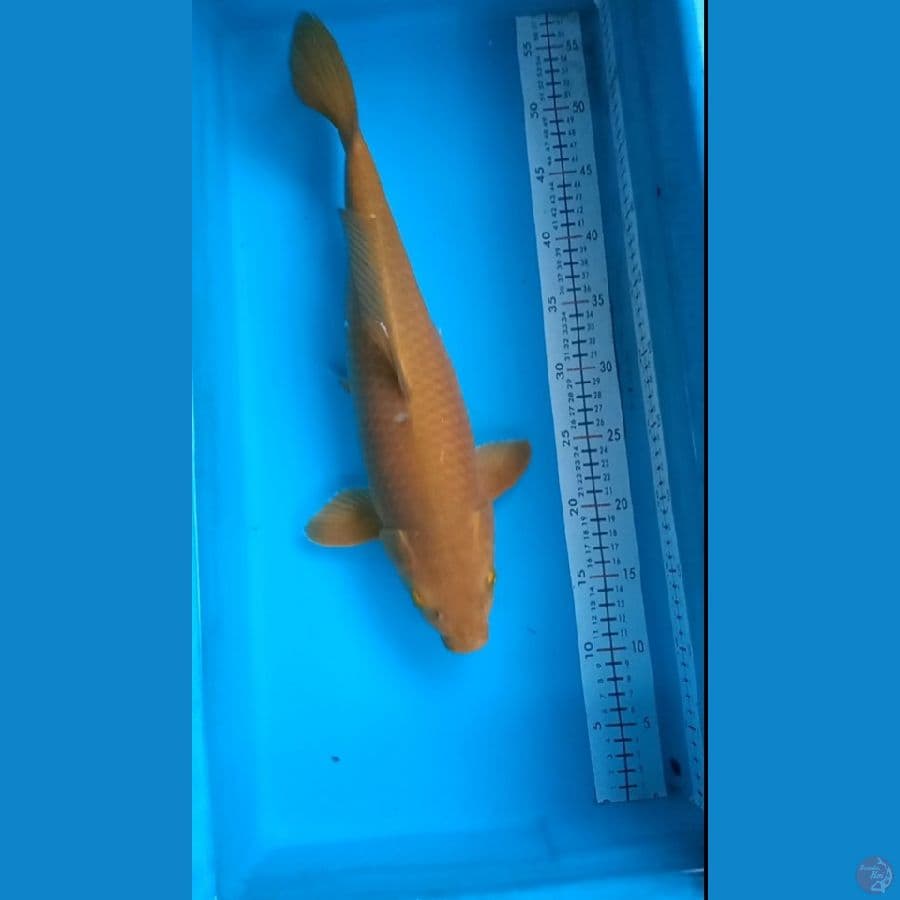CAGOI 44 CM FML