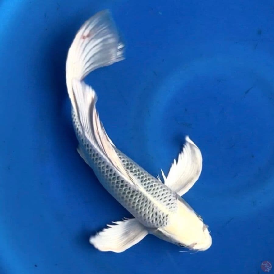 kumpay gin matsuba 36cm