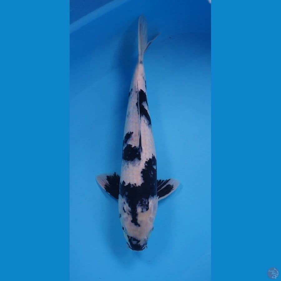 SHIRO 41 CM