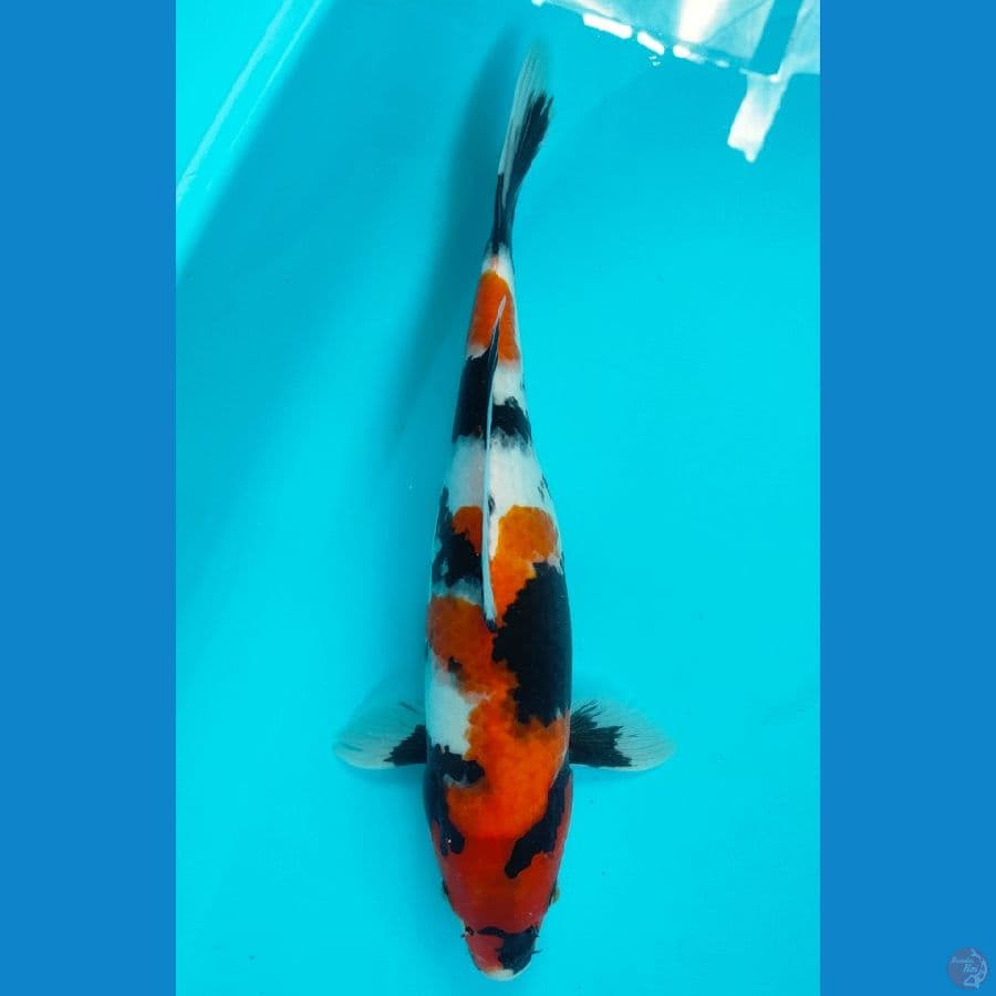 SHOWA 34 CM
