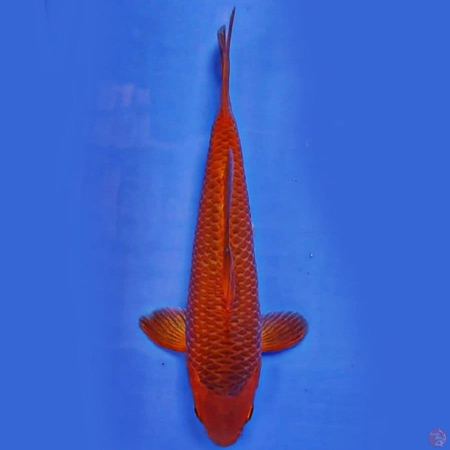 28cm male SQ brederr saiful azis