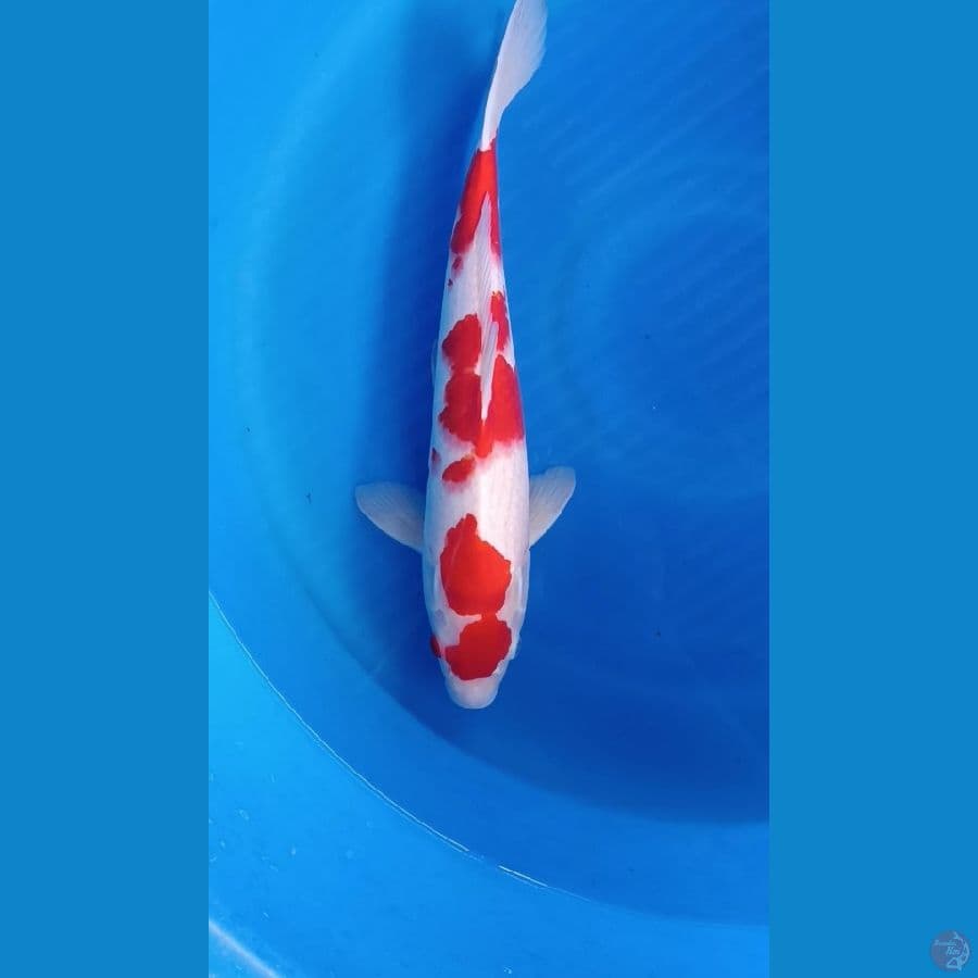 kohaku