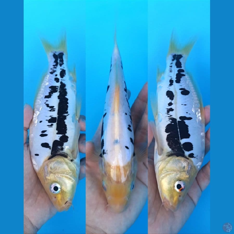 KUMONRYU DALMATION 24+CM
