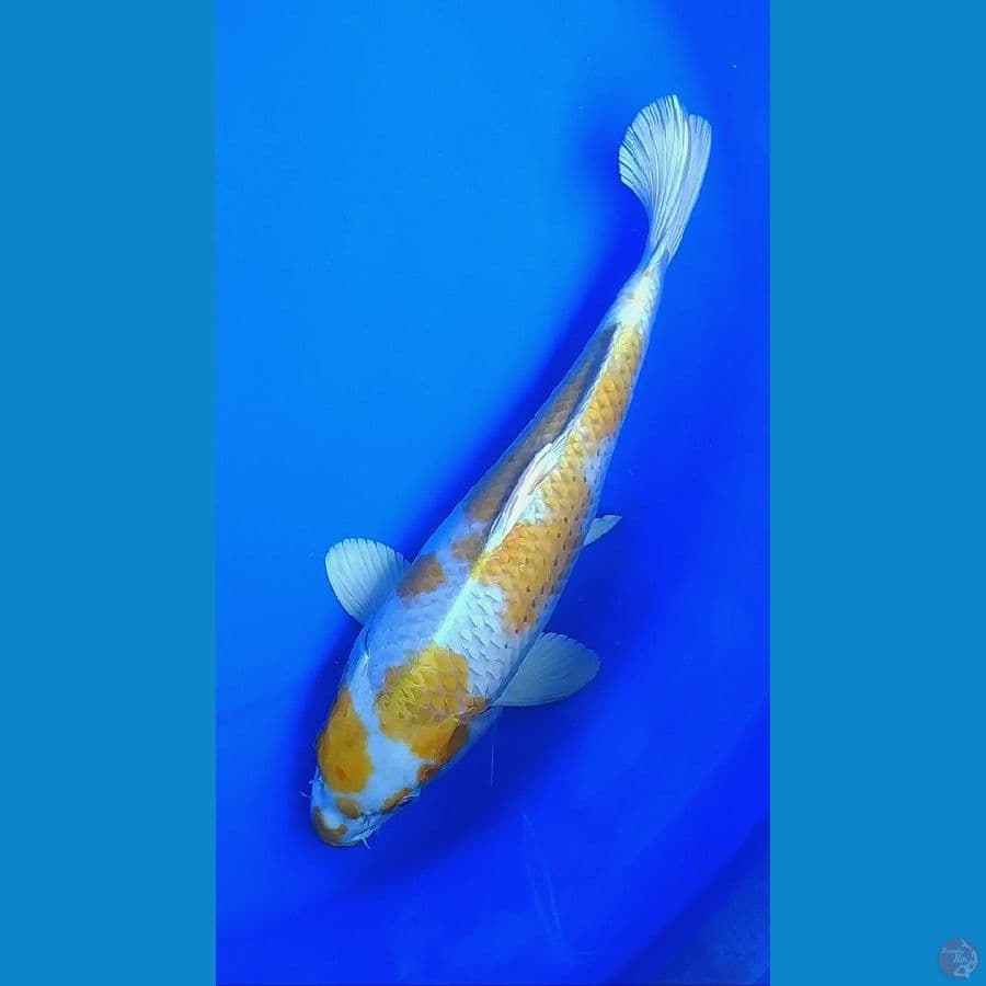 F32cm hikari full hariwake