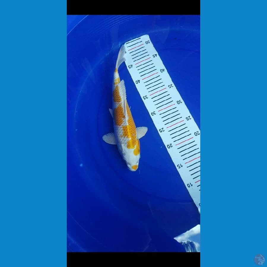 M32cm hikari hariwake kujaku