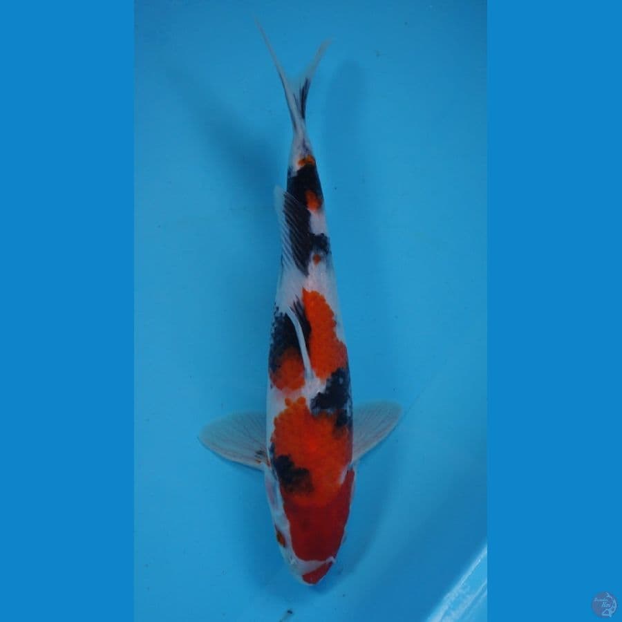SHOWA 32 CM