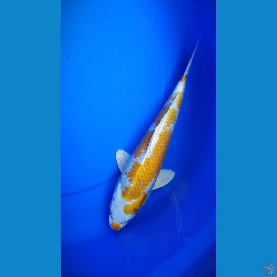 M32cm hariwake full hikari