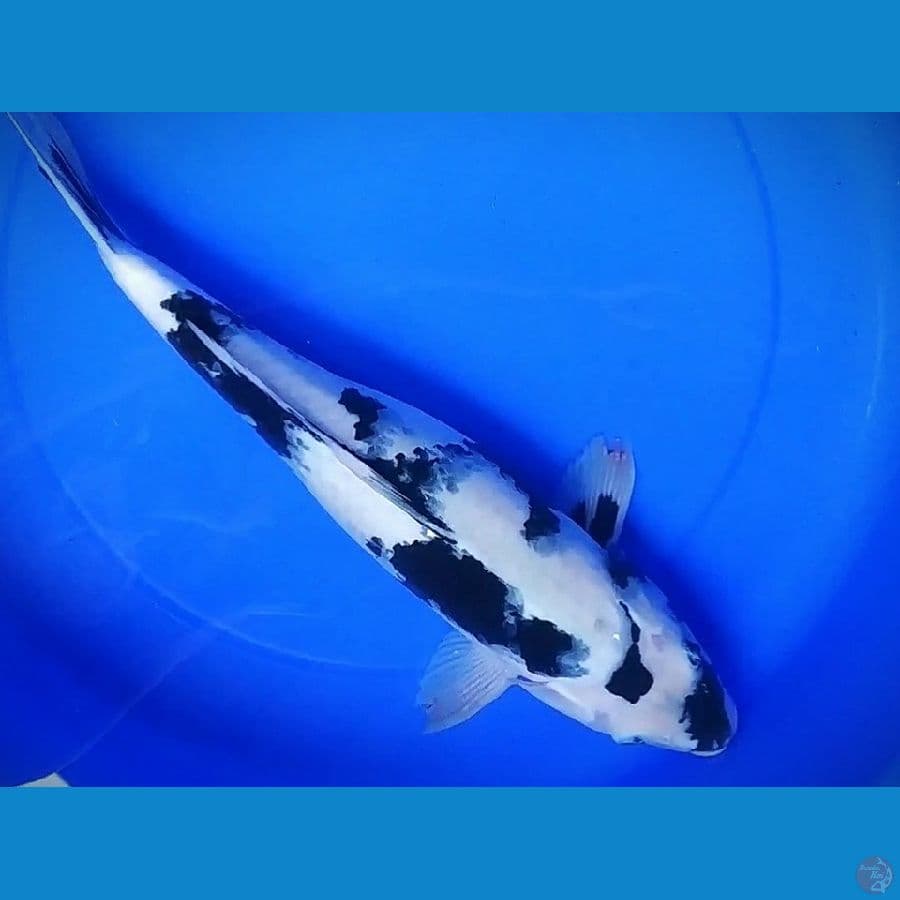 F47cm shiro utsuri putih bersih sq