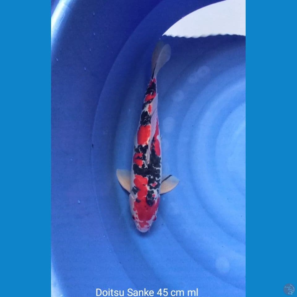 DOITSU SANKE
