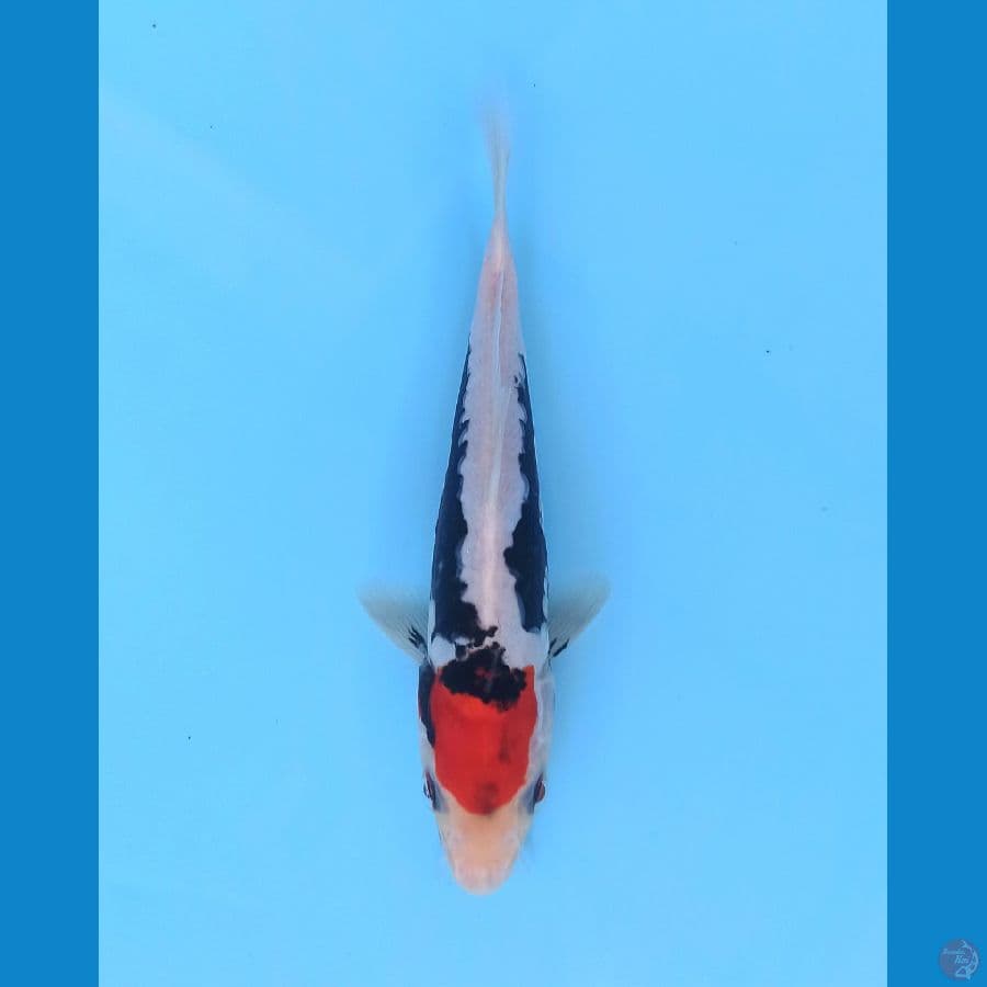 TANCHO BENIKUMON 21CM