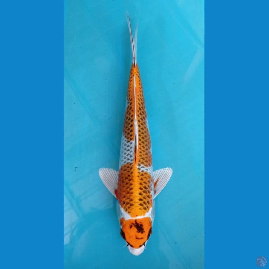 CS1_MARUTEN KUJAKU 27CM